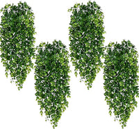 Hanging Plants