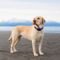 Adjustable pet strap holder suitable for dogs and cats