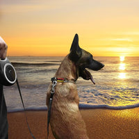 Automatic 8m dog walking lead for outdoor activities