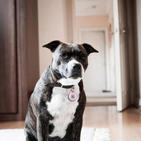 Bone shape collar tag for dogs and cats