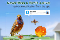 Camera Bird Feeder With AI Bird Recognition And HD Viewing