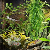 Chameleon Tank Plant Vines For Natural Looking Terrarium Setup