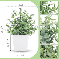 Desk Plants