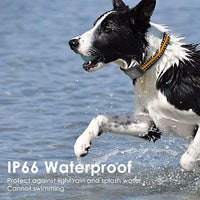 Dog collar accessory holder with lightweight compact design