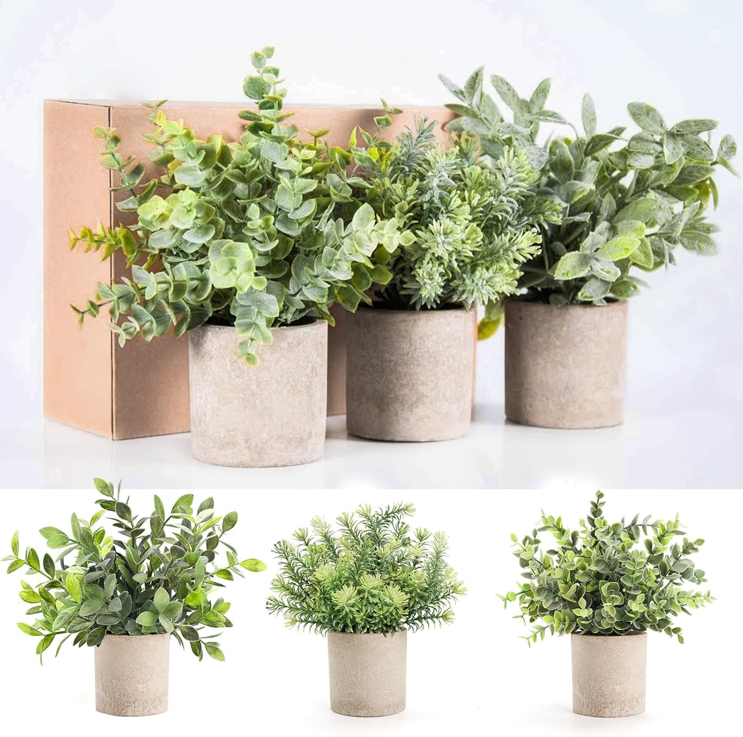 Topiary Plants