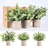 Topiary Plants
