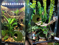 Frog Reptile Cave Decor Woodland Green Mossy Hide