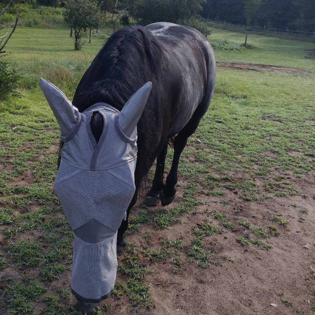 Horse fly mask with ear cover, suitable for foals, ponies, and small horses during outdoor and stable use.