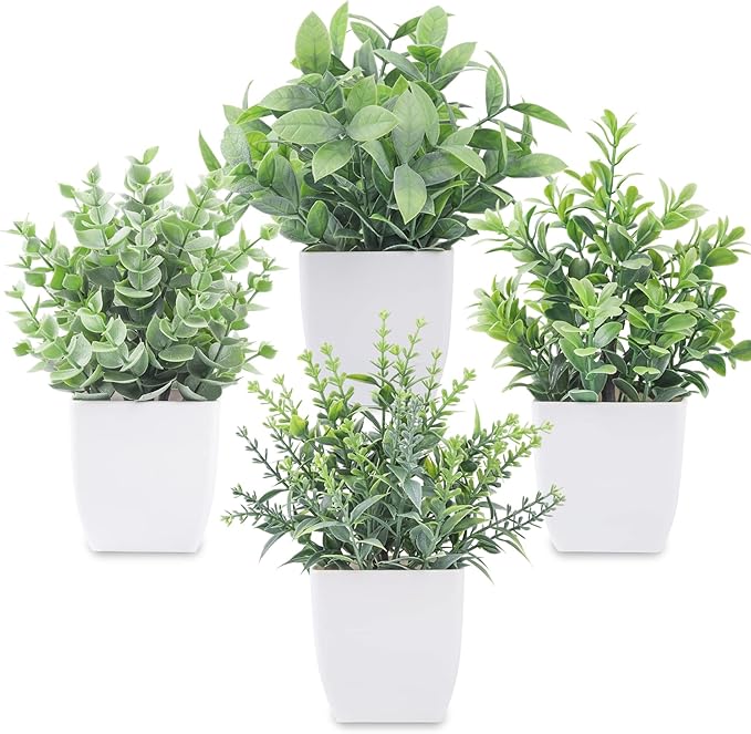 Indoor Plants Decor