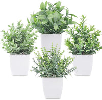 Indoor Plants Decor