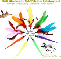 Kitten interacting with retractable cat wand toy for play and exercise