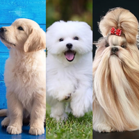 Long soft pins dog grooming brush for tangles and shedding