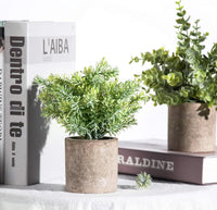 Potted Plants