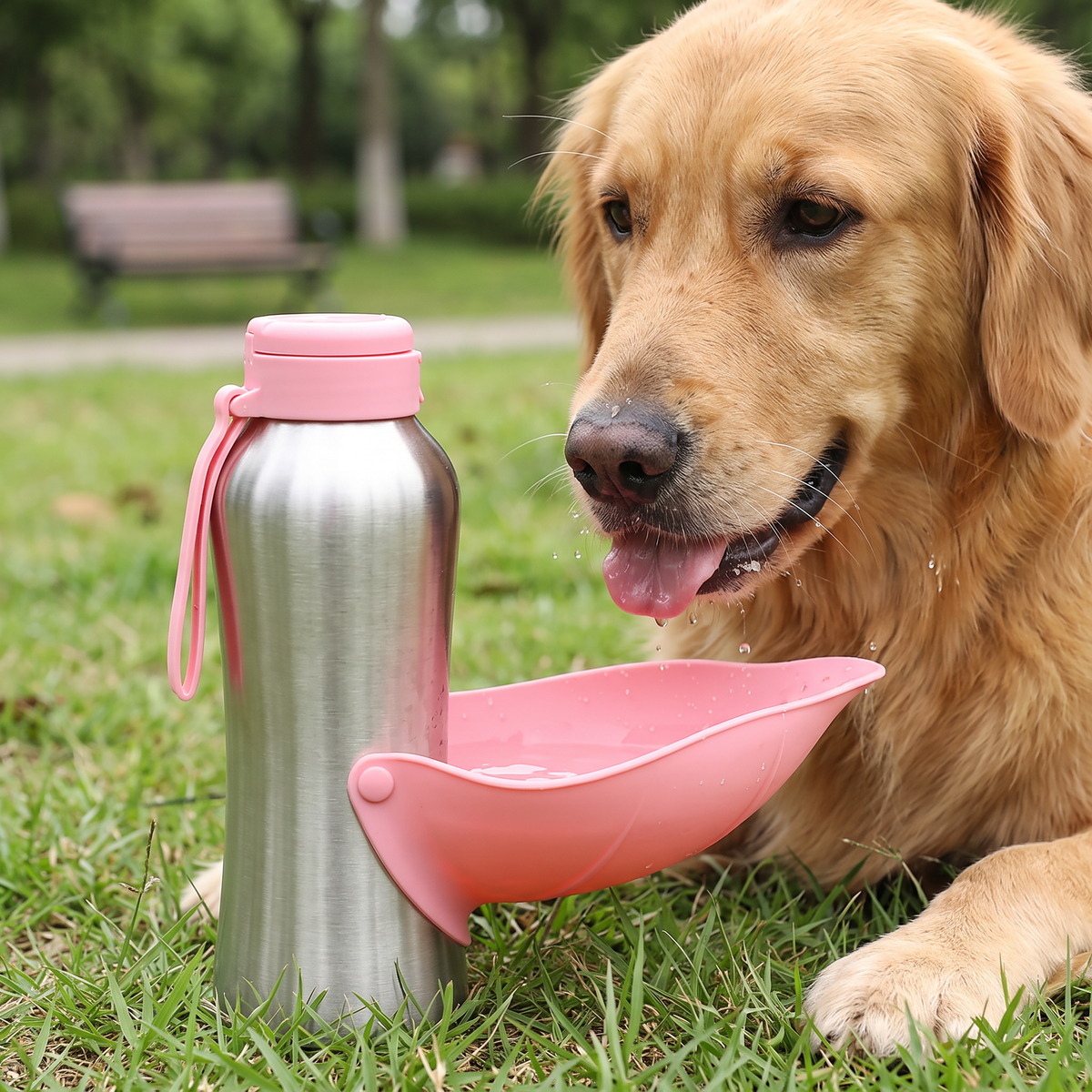 Outdoor dog care kit with essential walking and travel accessories