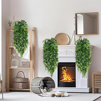 Outdoor Plants