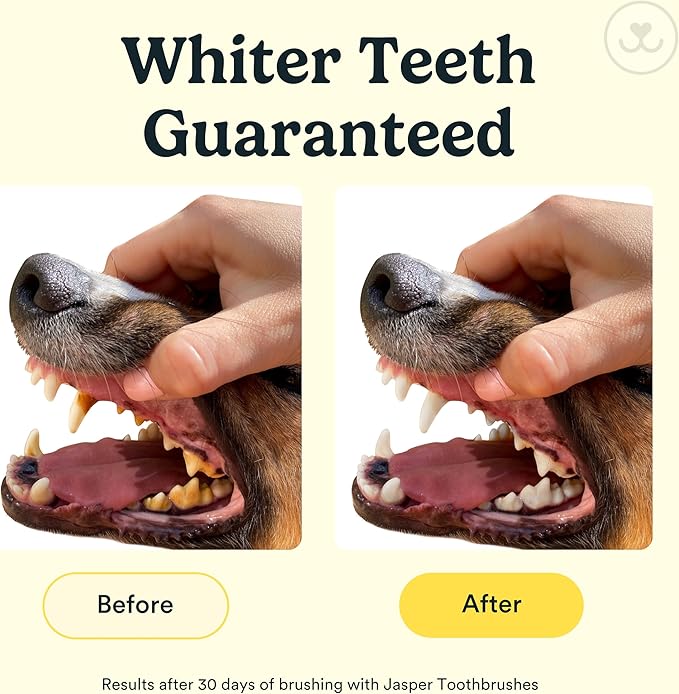 Complete pet dental care set for cats and dogs at home