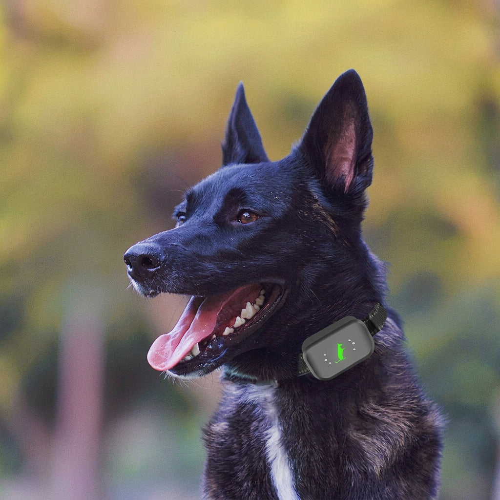 Rechargeable dog training collar with remote control