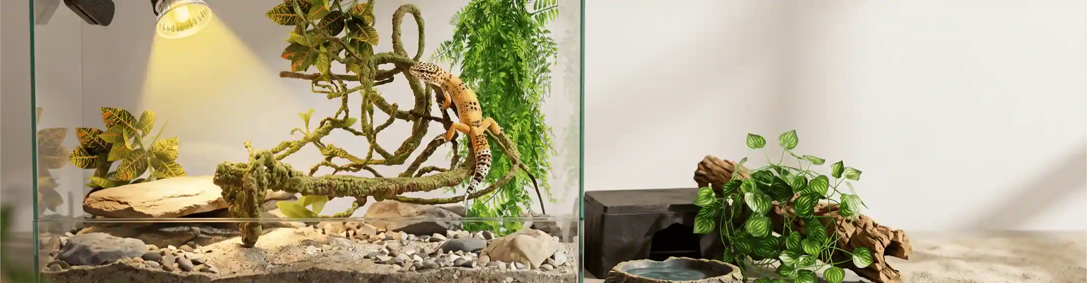 Reptile Enclosures