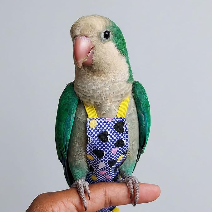 Small bird harness for conures and budgies, safe outdoor use