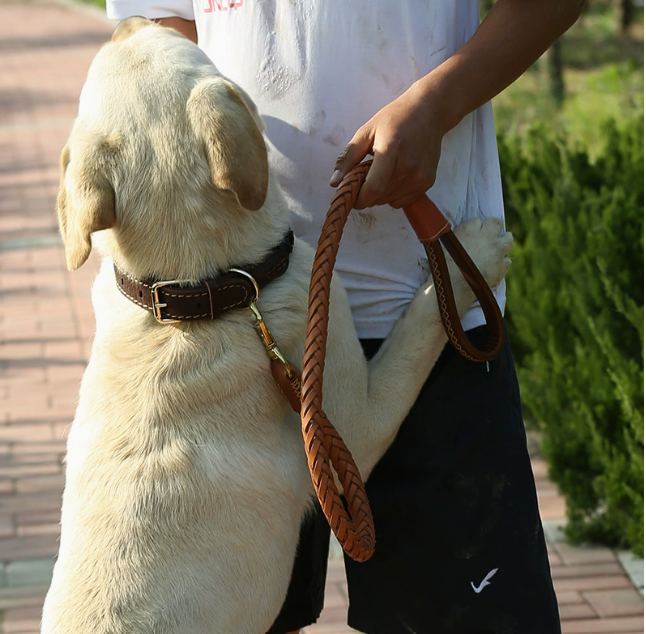 Yellow braided dog walking leash with durable rope construction