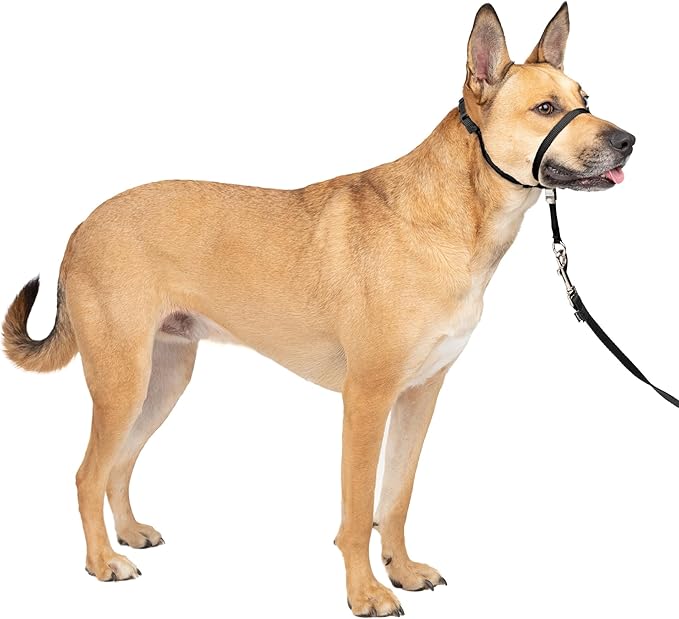 Adjustable dog walking headcollar with padded nose loop