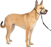 Adjustable dog walking headcollar with padded nose loop