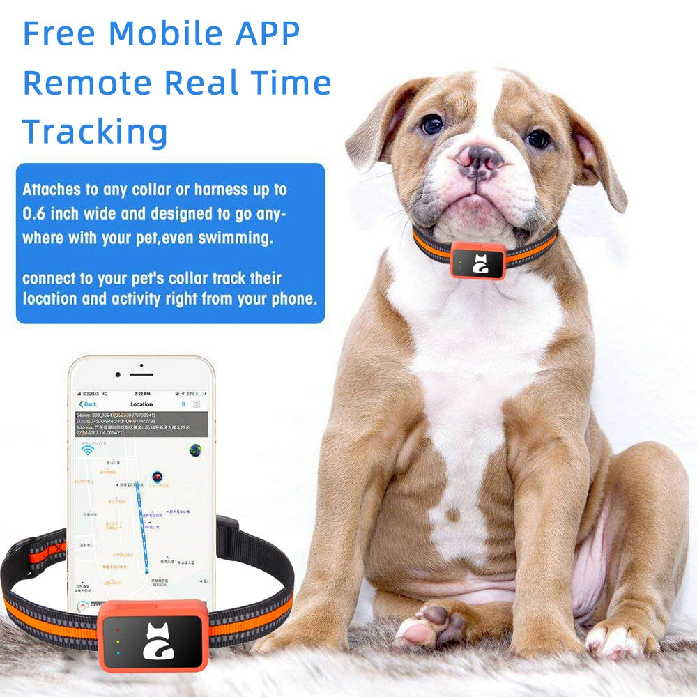 Adjustable strap collar holder for pets