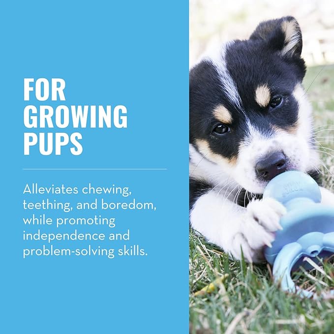 Front view of a blue puppy play toy
