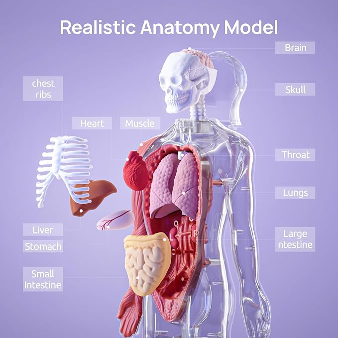Body parts anatomy model for kids classroom science learning