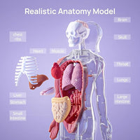 Body parts anatomy model for kids classroom science learning
