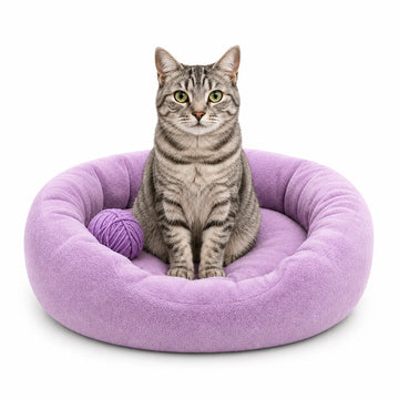 Cat accessories category image with tabby cat in lavender pet bed
