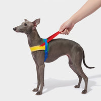Complete dog walking set with adjustable harness leash and waste bags