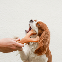 Dog play toy for daily indoor pet activity