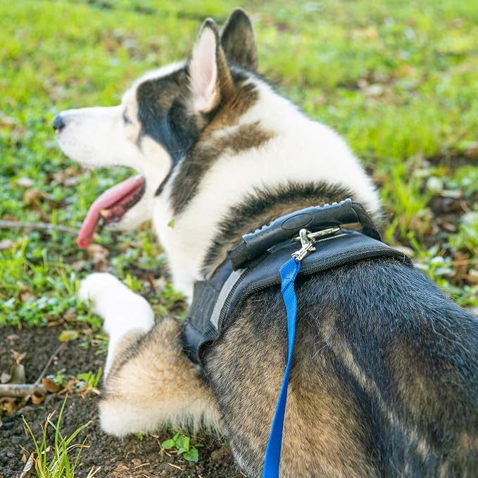 Dog leash for training and agility exercises, 20-foot length