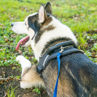 Dog leash for training and agility exercises, 20-foot length