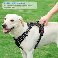 Dog harness set with included 5 ft leash
