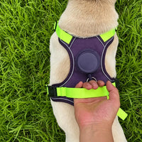 Dog wearing a comfortable vest harness with retractable leash during an outdoor walk