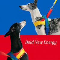 Dog harness with quick attach walking leash