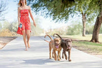 Dual dog walking leash for everyday walks with two dogs