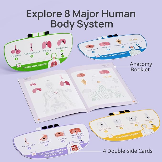 Educational human body model with organs for children