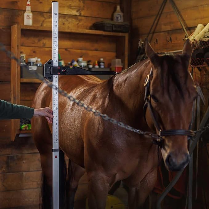 Foldable equine measuring stick for storage