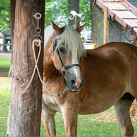 Horse Tie Ring Blocker – Stainless Steel, Reduces Stress and Anxiety for Horses