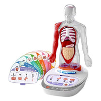 Human body model for kids with body parts and internal organs