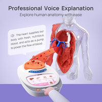 Human body organs science model for children's anatomy learning