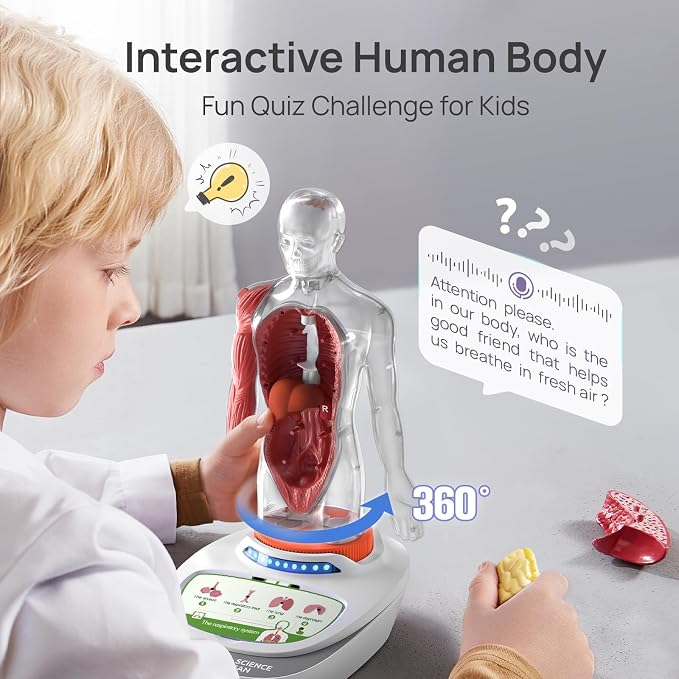 Human organs learning model for kids anatomy activities