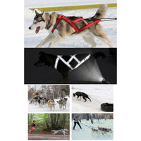 Husky sledding dog harness designed for outdoor traction activities