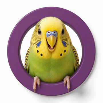 Bird supplies collection image with bird care accessories and habitat items