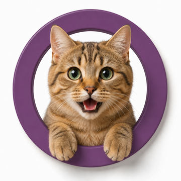 cat accessories collection image with cat care products, toys and daily pet essentials