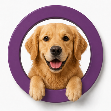 Dog products collection image with dog accessories and everyday pet care items