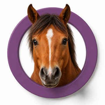Horse supplies collection image with horse care and stable accessories